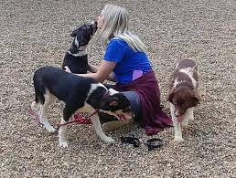 Maybe you would like to learn more about one of these? Humane Society Seeks Support Following Dog Rescue Local News Wcfcourier Com