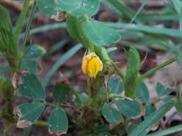 Image result for Arachis