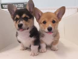 (kansas city) hide this posting restore restore this posting. Corgi Puppies For Sale Craigslist Petfinder