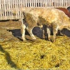 Image result for Ergotism