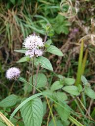 Image result for Mentha aquatica