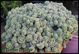 El cactus es una planta ideal para quienes no les prestan atencin a su cuidado y quieren decorar un hogar sin mayor trabajo. El Cuaderno De Campo Como Reproducir Un Cactus O Planta Suculenta Por Hijuelos O Hijos Cactus Vegetables Food