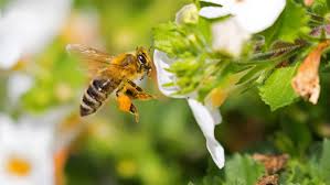 Bees are extremely important garden bugs that pollinate many of our favorite edibles and ornamentals. Honey Bees Create A Natural Glue From Spit And Flower Oil To Help Them Carry Pollen Pellets Back To Their Hive Mental Floss