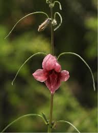 Image result for Justicia tenella