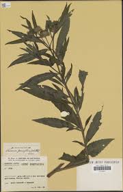 Image result for Vernonia galamensis