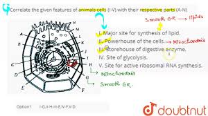 Check spelling or type a new query. Correlate The Given Featrues Of Animals Cells I V With Their Respective Parts A N Youtube