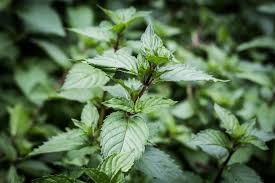 Maybe you would like to learn more about one of these? Comment Une Menthe Poivree Indienne Devient Elle Francaise Cevenn Essences