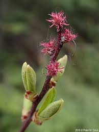 Image result for Myrica