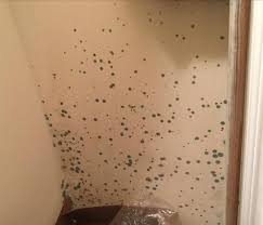 Water, either liquid or in vapor in the air. 3 Important Facts About Black Mold In Basement Newark Oh Everdry Columbus Oh
