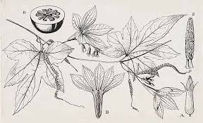 Image result for Lagenaria rufa