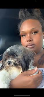 Lost dog in Beverly Hills neighborhood