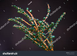 Image result for Chamaedorea oblongata