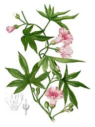 Image result for Ipomoea mauritiana