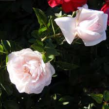 New Dawn Rose Bush Organic Climbing Rose 4 Container