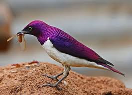 chris krog photos of wild bird trust facebook vogel als haustiere exotische vogel exotische