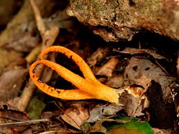 Image result for Pseudocolus schellenbergiae