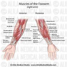 Human muscular system diagram unlabeled. Alila Medical Media Forearm Muscles Both Sides Unlabeled Medical Illustration