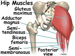 Fascies glutea, posterior surface of sacrum and coccyges, ligamentum sacrotuberale, fascia thoracolumbaris o insertion: Hip Anatomy Eorthopod Com