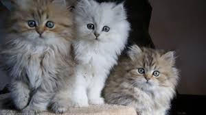 Despite their softness and beauty, longhaired cats may not be right for everyone. Photo De Chat De Race British Longhair Chatons Cleo