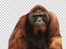 Protect endangered species, including the orangutan, at world wildlife fund. Orangutan Png Clipart Orangutan Free Png Download