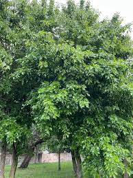 Image result for Ozoroa homblei