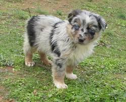 He is slightly longer than tall with bone that is moderate and in proportion to body size and height without extremes. Awesome Aussie S Kennels 183 Photos Pet Breeder 951 Big Island Rd Rutherfordton Nc 28139