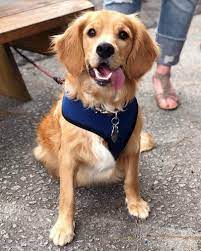 Meet The Golden Cocker Retriever The Forever Puppy Animalso