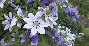 Learn from other member's experience and insight with this plant as well as share your own with the helpmefind garden community. Clematis Sorten Blutenpracht Von Fruhling Bis Herbst Mein Schoner Garten