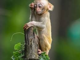  Khopis Gml Khopis Profil Pinterest