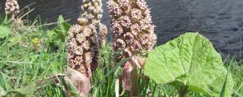 Butterbur in flower