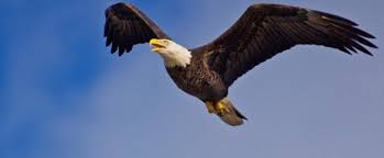 Led by guitarist don henley and drummer glenn frey, the eagles emerged as one of the most successful acts of the 1970s with no. Annual Visitors American Bald Eagle Florida State Parks