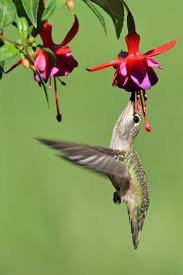 Watch cnn streaming channels featuring anderson cooper, classic larry king interviews, and feature shows covering travel, culture and global news. 15 Best Plants That Attract Pollinators Best Flowers For Pollinators