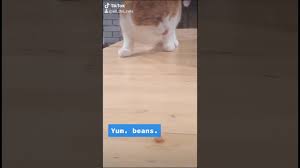 I have a cheeseburger hamburger helper box that is unopened. Do Cats Eat Beans Youtube