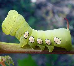 I am really disgusted by big bugs, but these were quite friendly as they were handled all the time by the ladies showing them off, always holding them. Hornworm Caterpillars The Big Cats Of The Vineyard Msu Extension