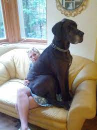 Big Dog Lap Dogs Little Dogs Giant Dogs