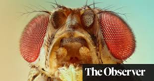 Read on to know more about her childhood, career, profile and timeline. Six Nobel Prizes What S The Fascination With The Fruit Fly Science The Guardian