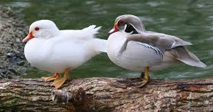 Sylvan20102 Jpg Foto Madduck111 Photobucket Melanistic Albino Animals