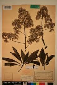 Image result for Solanecio mannii