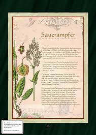Ampfer Sauerampfer Sauerampfertee Sauerampfer Botanische Abbildungen Krauter Pflanzen
