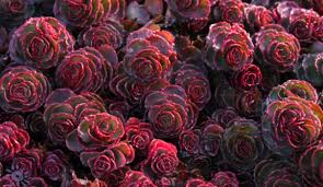 The famous red resin that gives it its name is exuded from the bark after wounding. Dragon Blood Tree Plants Biology Asr World