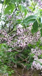 Image result for Meliaceae