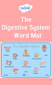 The Digestive System Word Mat Digestive System Digestive System For Kids Digestion