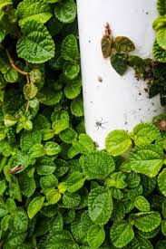 Image result for Pilea bambuseti