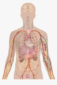 In males, it comprises organs like the testis, penis, prostate glands. Man Shadow With Organs Human Body Diagram Unlabelled Hd Png Download Transparent Png Image Pngitem