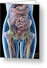 Check spelling or type a new query. Female Abdominal Anatomy Photograph By Sebastian Kaulitzki Science Photo Library