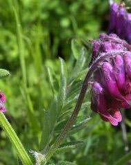 Image result for Kotschya stolonifera