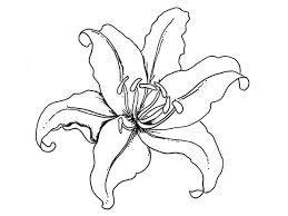 Nature has awarded lilies with a wide variety of colors, so when coloring you can safely use all the colors of the rainbow. Flowers Lily Flower Coloring Page Flower Coloring Pages Flower Drawing Cartoon Flowers