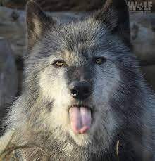 Pin By Neko Nyah On Wolves Funny Wolf Wolf World Wolf Love