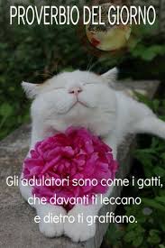 Pin Di Silvia Su Pensiero Dell Giorno Nel 2020 Fotografia Di Animali Gatti Buongiorno Immagini