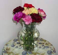 Multi Colored Carnations Carnations Flowers Color